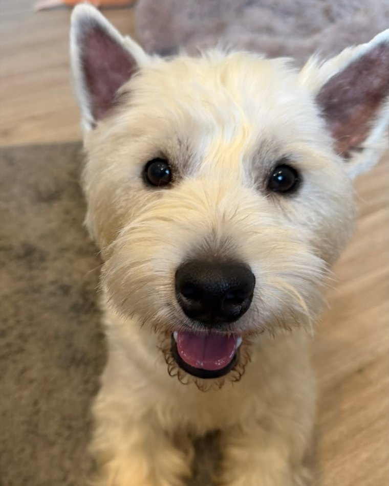 Nachher: kleiner weißer Terrier