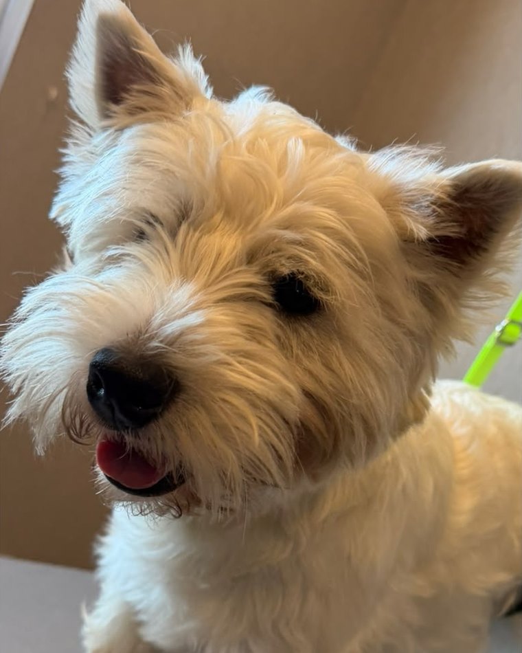 Vorher: kleiner weißer Terrier