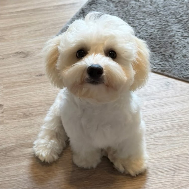 Nachher: kleiner weißer Hund