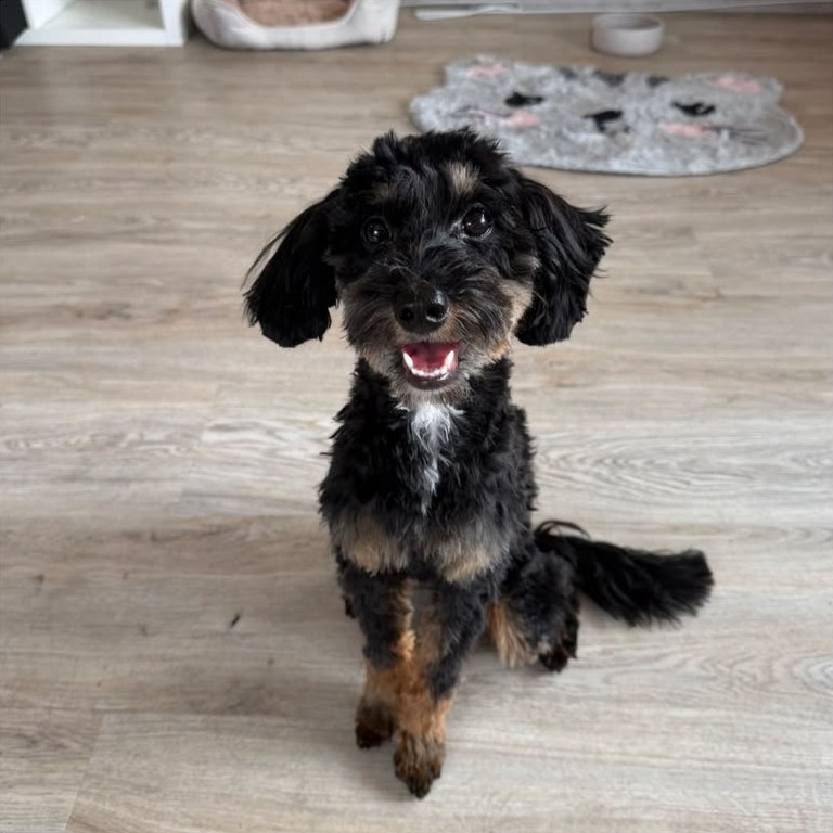 Fröhlicher schwarz-brauner Hund sitzt frisch geschnitten auf dem Boden des Salons